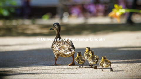 Ducklings have hatched in the Keim Hall Courtyard. June 20, 2022. 