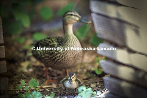 Ducklings have hatched in the Keim Hall Courtyard. June 20, 2022. 