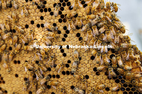 A frame from a beehive is covered in bees. The holes are made as new bees emerge after being born. J