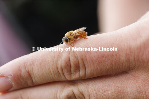 A drone bee rests on the finger of Sheldon Brummel, Master Beekeeping Project Coordinator for the Be