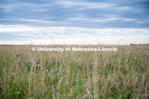 A pasture southwest of North Platte. July 6, 2022. 