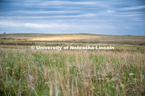 A pasture southwest of North Platte. July 6, 2022. 