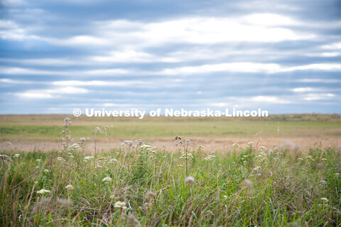 A pasture southwest of North Platte. July 6, 2022. 