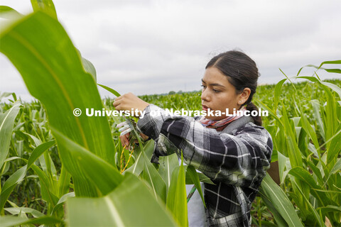 Lina Lopez, a research technologist for James Schnabel’s crew, samples a corn leaf while field phe