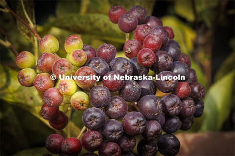 Aronia berry bush growing outside of Food Innovation Center. The goal of the Aronia berry research g