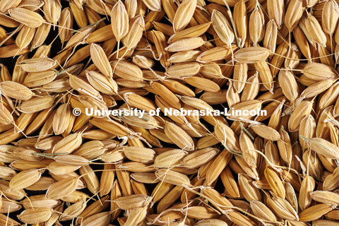 Non-modified rice in Harkamal Walia’s lab on Keim Hall. August 2, 2022. 