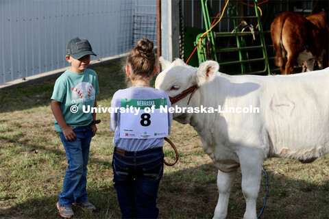 Showing cattle at the 4-H Logan County Fair in Stapleton, Nebraska. August 11, 2022. 