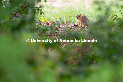 Squirrel on the Nebraska Union green space. August 20, 2022. 