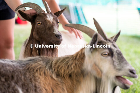 Wellness Fest and Goat Yoga on the Nebraska Union green space. August 20, 2022. 