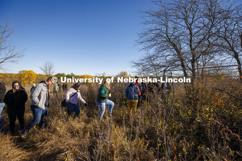 Academic counselors step through tall grass to view a pig carcass kept in a containment fence for fo