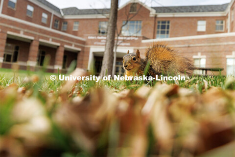 Squirrel sitting in the leaves eating a nut in front of the Kauffman Academic Residential Center. Fa