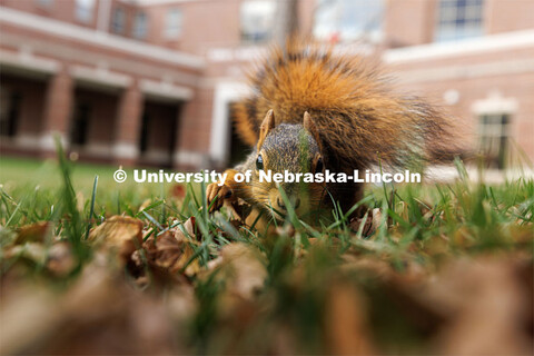 Squirrel sitting in the leaves eating a nut in front of the Kauffman Academic Residential Center. Fa