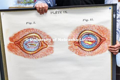 Frank Billings, a veterinary pathologist in the early days of the University of Nebraska, drew these