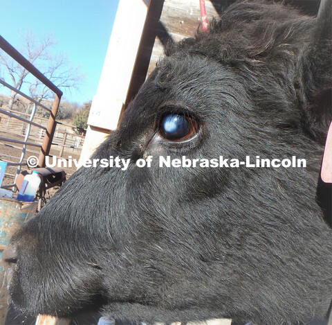 A cow with bovine pinkeye. Bovine pinkeye is the No. 1 reported disease for breeding cows and No. 2 