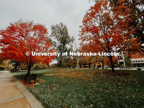 Fall on City Campus. November, 2022. Photos by Katie Black and Taylor DeMaro / University Communicat