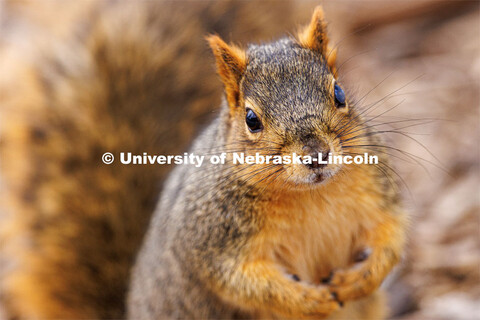 Squirrels on city campus. January 17, 2023. 