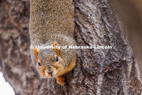 Squirrels on city campus. January 17, 2023. 