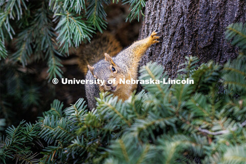 Squirrels on city campus. January 17, 2023. 