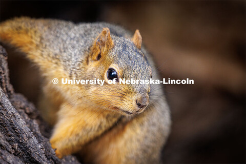 Squirrels on city campus. January 17, 2023. 