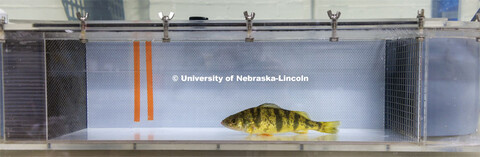 Fish in tanks at the Aquatic Biodiversity and Conservation (ABC) Lab on east campus. March 9, 2023. 