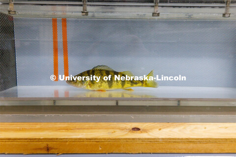 Fish in tanks at the Aquatic Biodiversity and Conservation (ABC) Lab on east campus. March 9, 2023. 