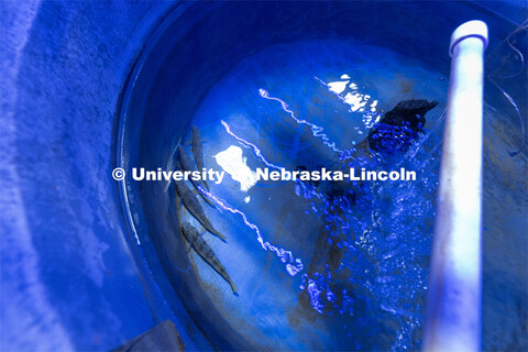 Fish in tanks at the Aquatic Biodiversity and Conservation (ABC) Lab on east campus. March 9, 2023. 