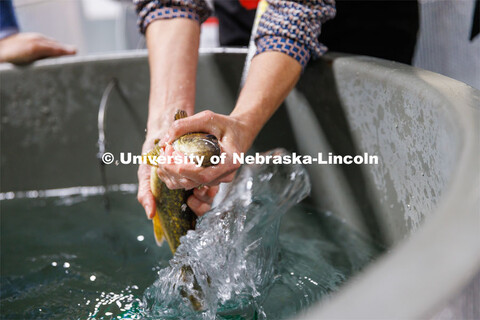 Fish in tanks at the Aquatic Biodiversity and Conservation (ABC) Lab on east campus. March 9, 2023. 