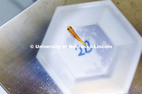 A small fathead minnow is weighed as part of an experiment with fish being raised in aquariums with 