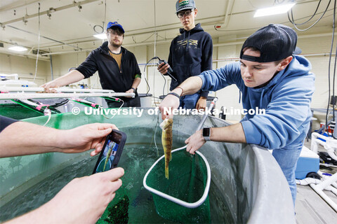 Billy Clark holds a yellow perch so it can be photographed. The fish are weighed, measured and photo