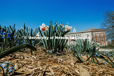 Daffodils bloom in front of Love Library. Spring on City Campus. April 10, 2023. 