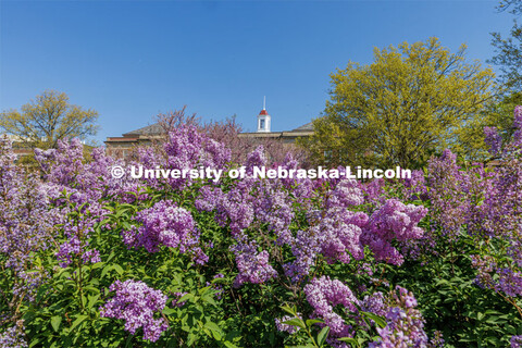 Lilacs frame Love Library on City Campus. May 4, 2023. 