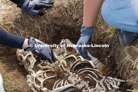 Soil is carefully brushed from a plastic skeleton representing an apparent crime victim at a forensi