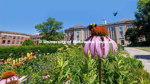 Bumblebees on cone flowers outside of Love Library. June 26, 2023. 