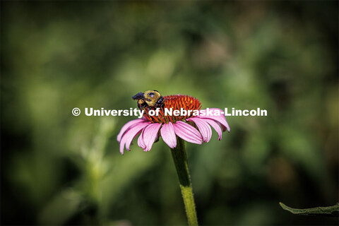 Bumblebees on cone flowers outside of Love Library. June 26, 2023. 