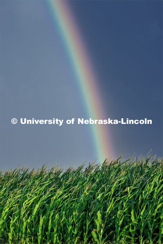 A rainbow forms over a cornfield in southeast Lancaster County. July 28, 2023. 