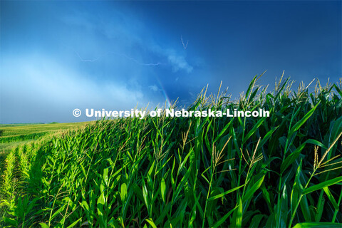 Clouds over a cornfield in southeast Lancaster County. July 28, 2023. 