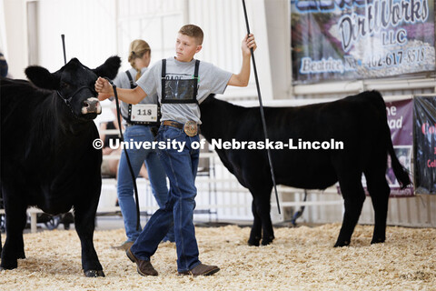 Luke Katz of Beatrice eyes the judge during the intermediate division beef showmanship competition. 