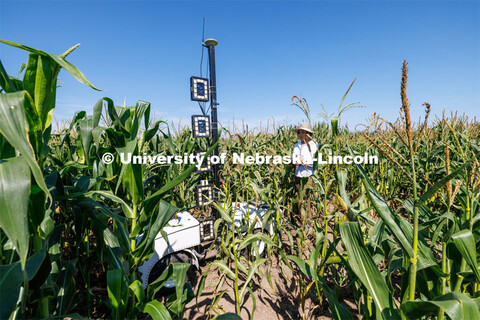 James Schnable’s group is testing Phenobot, a robot that measures leaf angle on corn to see how we