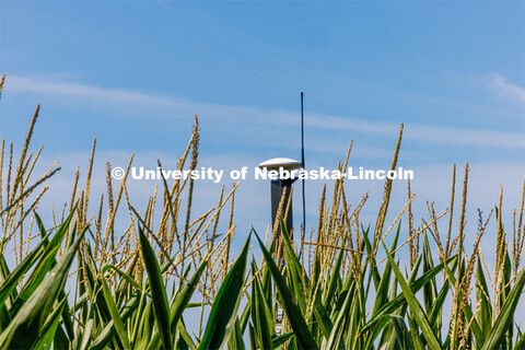 James Schnable’s group is testing Phenobot, a robot that measures leaf angle on corn to see how we
