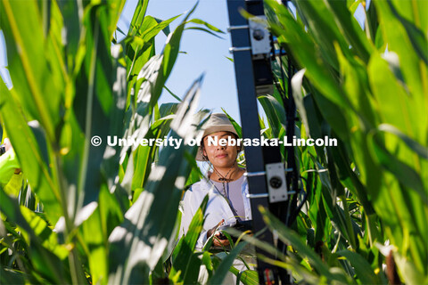 James Schnable’s group is testing Phenobot, a robot that measures leaf angle on corn to see how we