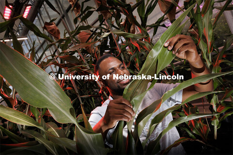 Michael Tross looks over a corn leaf growing in the Nebraska Innovation Greenhouse. Tross, a graduat