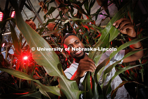 Michael Tross looks over a corn leaf growing in the Nebraska Innovation Greenhouse. Tross, a graduat