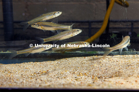 Ella Humphrey, a sophomore in Fisheries and Wildlife, is researching the Bigmouth Shiner in multiple