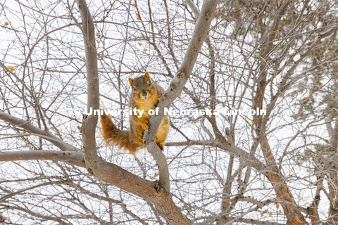 A squirrel rests on a tree branch on City Campus. January 17, 2024. 