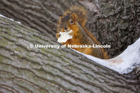 A University squirrel nibbles on a cracker while nestled in a nook on a snow covered tree branch. Ja