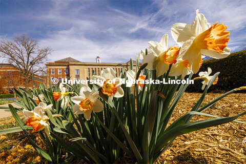 Daffodils bloom outside Love Library on City Campus. April 5, 2024. 