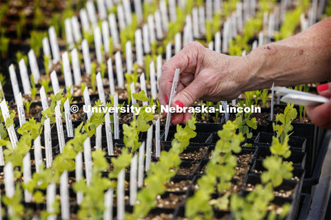 Debbie Hedgecock, a UNL master gardener and volunteer for the sale, places tags in each of the dwarf