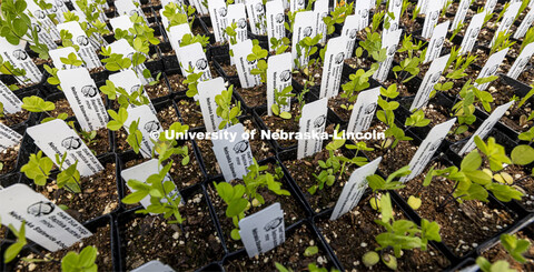 Trays of dwarf blue indigo plants await the sale. 2024 Spring Affair plant sale by the Nebraska Stat