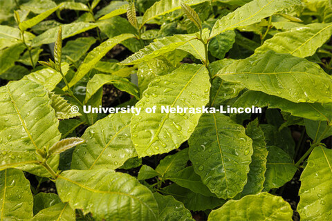 Water beads up on the leaves of a Chinese chestnut. 2024 Spring Affair plant sale by the Nebraska St