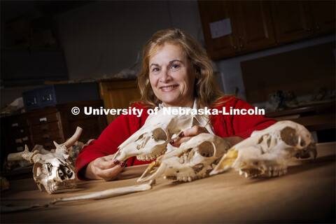 Sophia Perdikaris is researching fallow deer on the island of Barbuda. The common fallow deer is nat